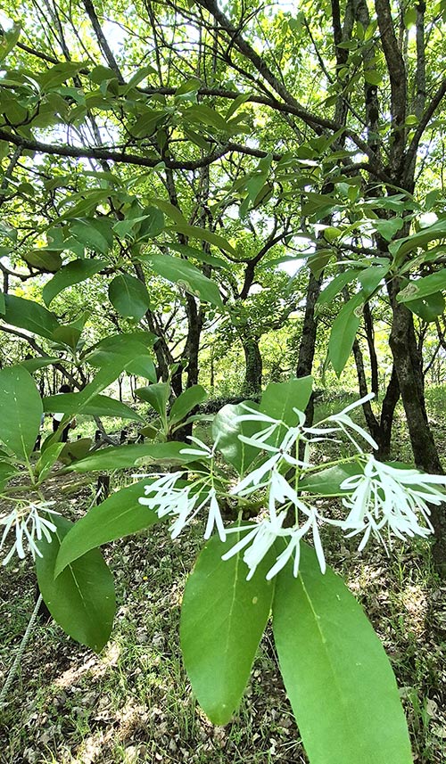 이팝나무 꽃 클로즈