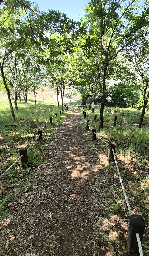 군락지 안쪽 길