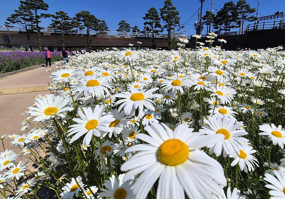 바람에 흔들리는 데이지