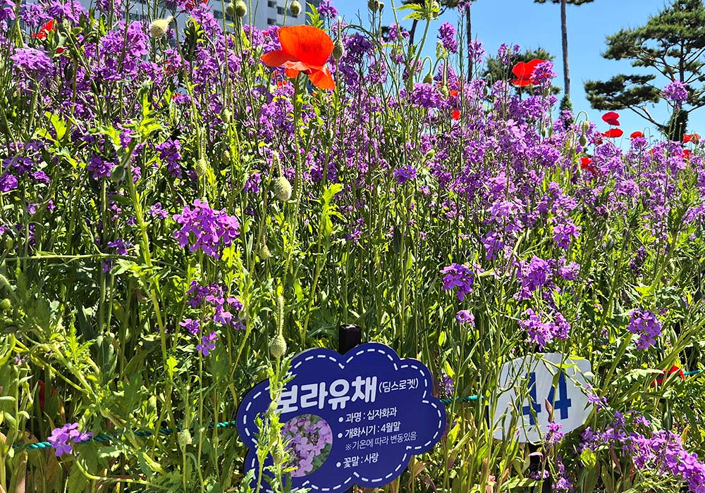 보라 유채꽃을 구경하는 사람들