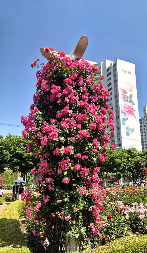 세로로 솟은 장미 넝쿨