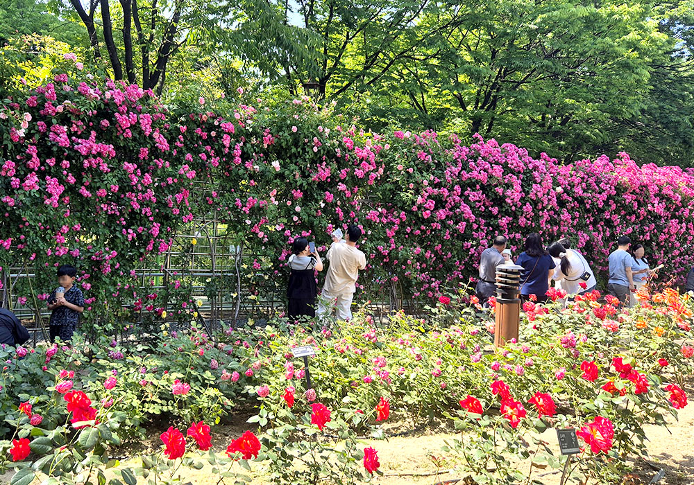 이곡장미공원 보라색 장미넝쿨