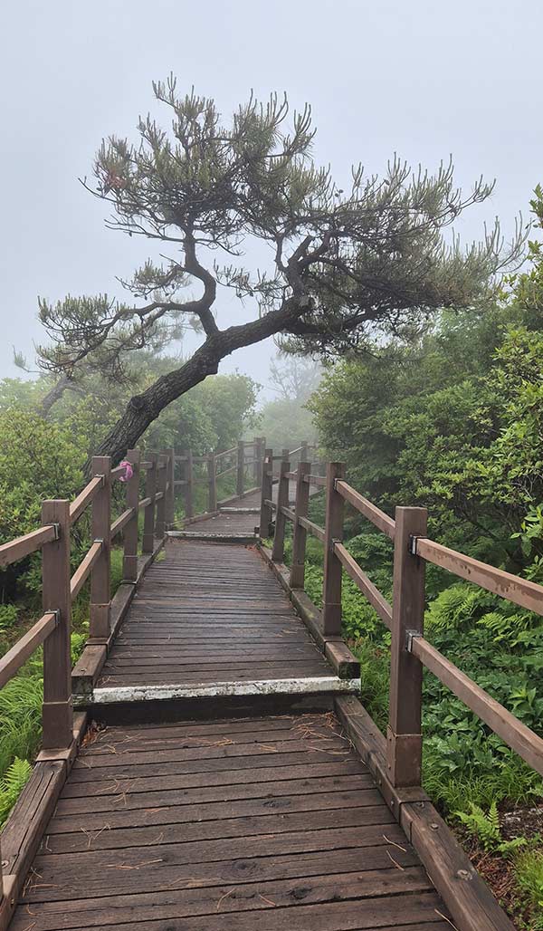 비스듬한 소나무