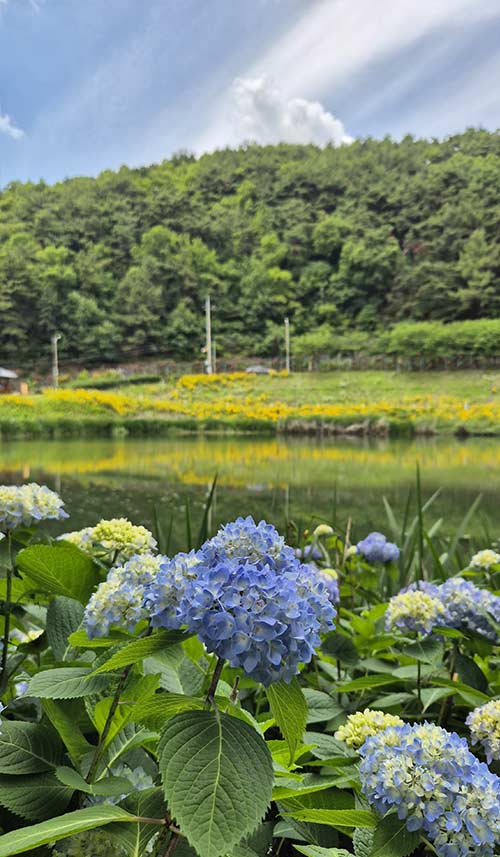 막 피어난 수국
