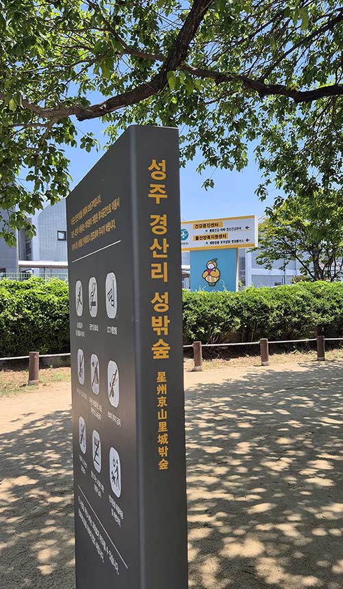 왕버들 안내판